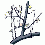 branches