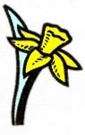 daffodil1