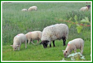lambs22